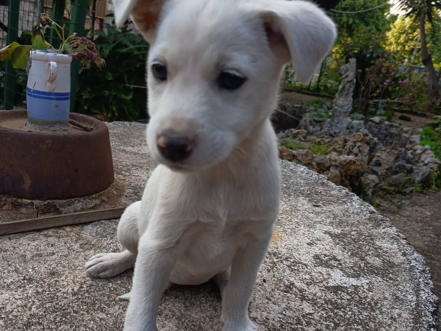 Adotta il cane CHICCA a Vibo