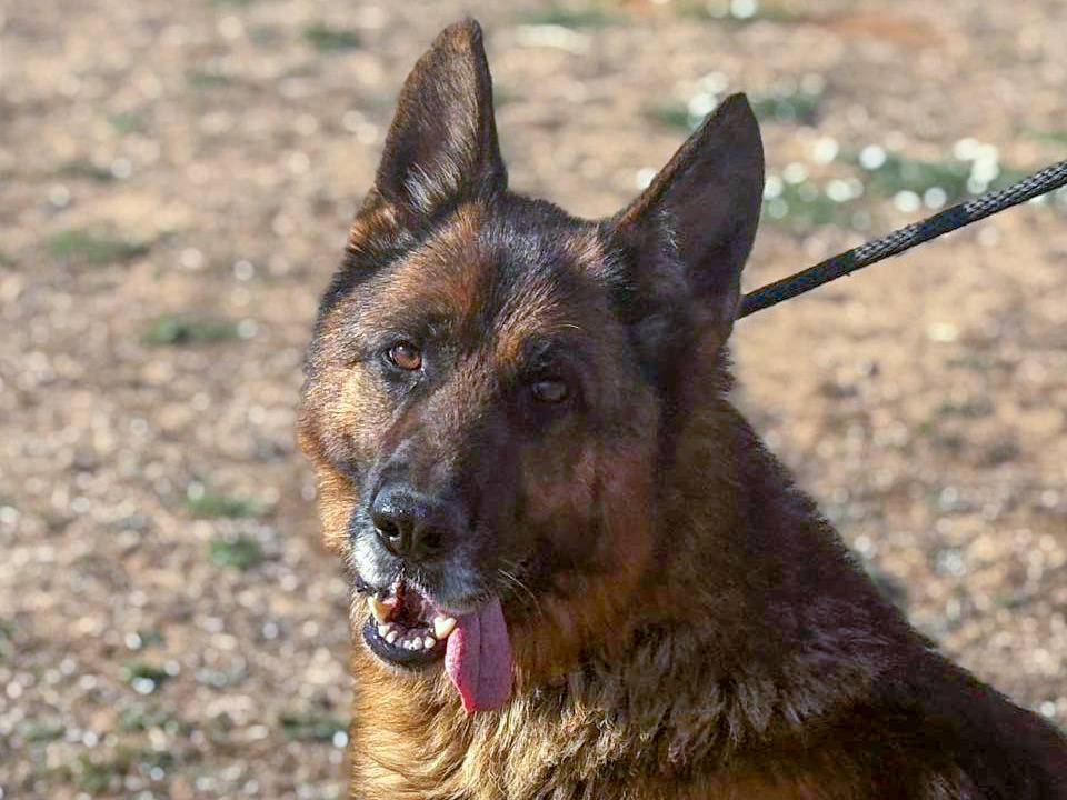 Adozione cane, maschio, Pastore tedesco Razza sconosciuta, 4 anni e 10 mesi, taglia grande, Roma