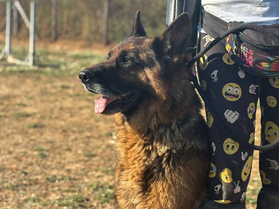 Adotta un cane, maschio, 4 anni e 10 mesi, Roma