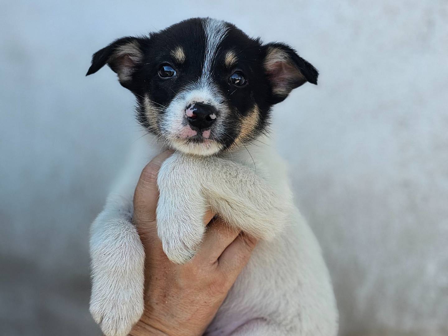 Adozione cane, maschio, Razza sconosciuta Razza sconosciuta, 2 mesi, taglia media contenuta, Avellino