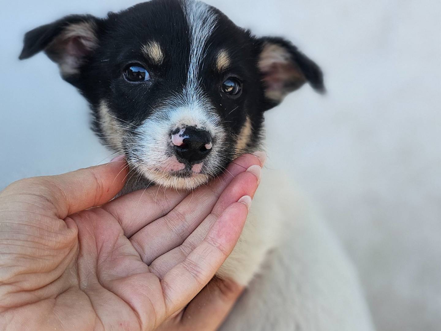 Adotta un cane, maschio, 2 mesi, Avellino