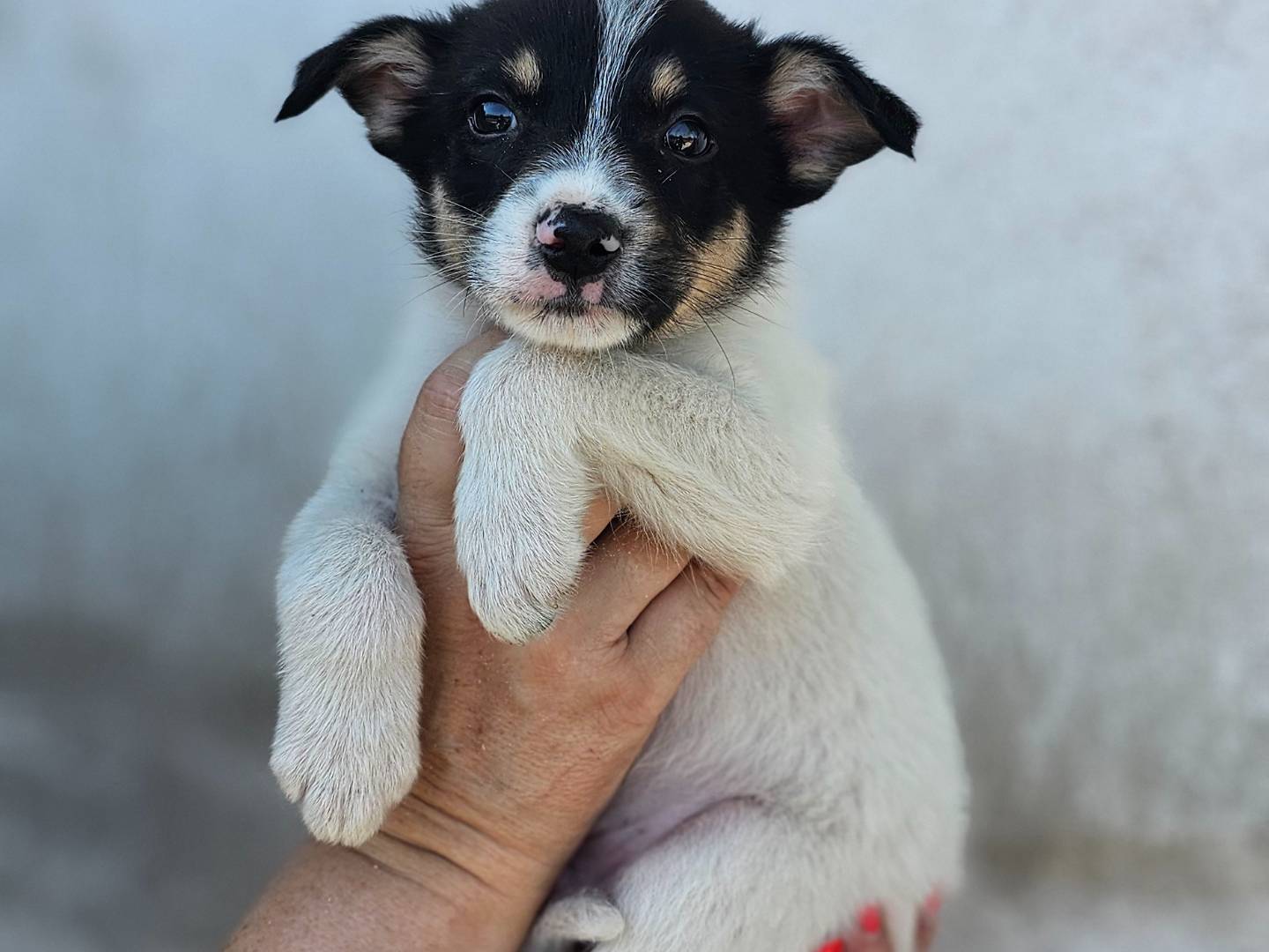 Adotta un cane, taglia media contenuta, maschio, Avellino