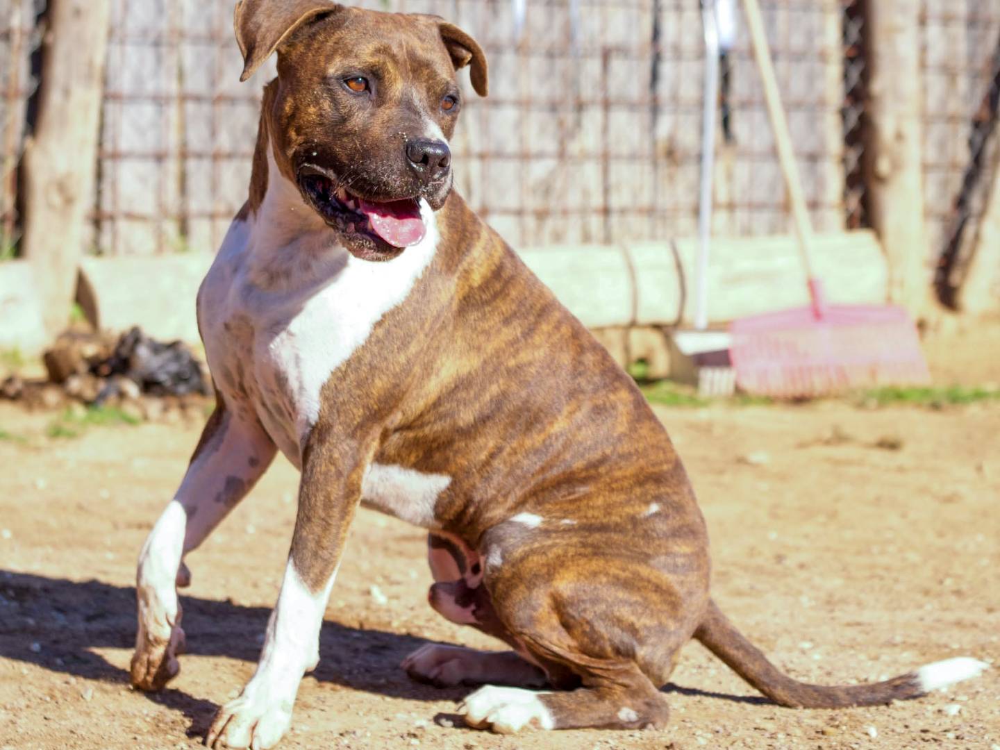 Adozione cane, maschio, Pitbull Razza sconosciuta, 5 anni e 5 mesi, taglia grande, Roma