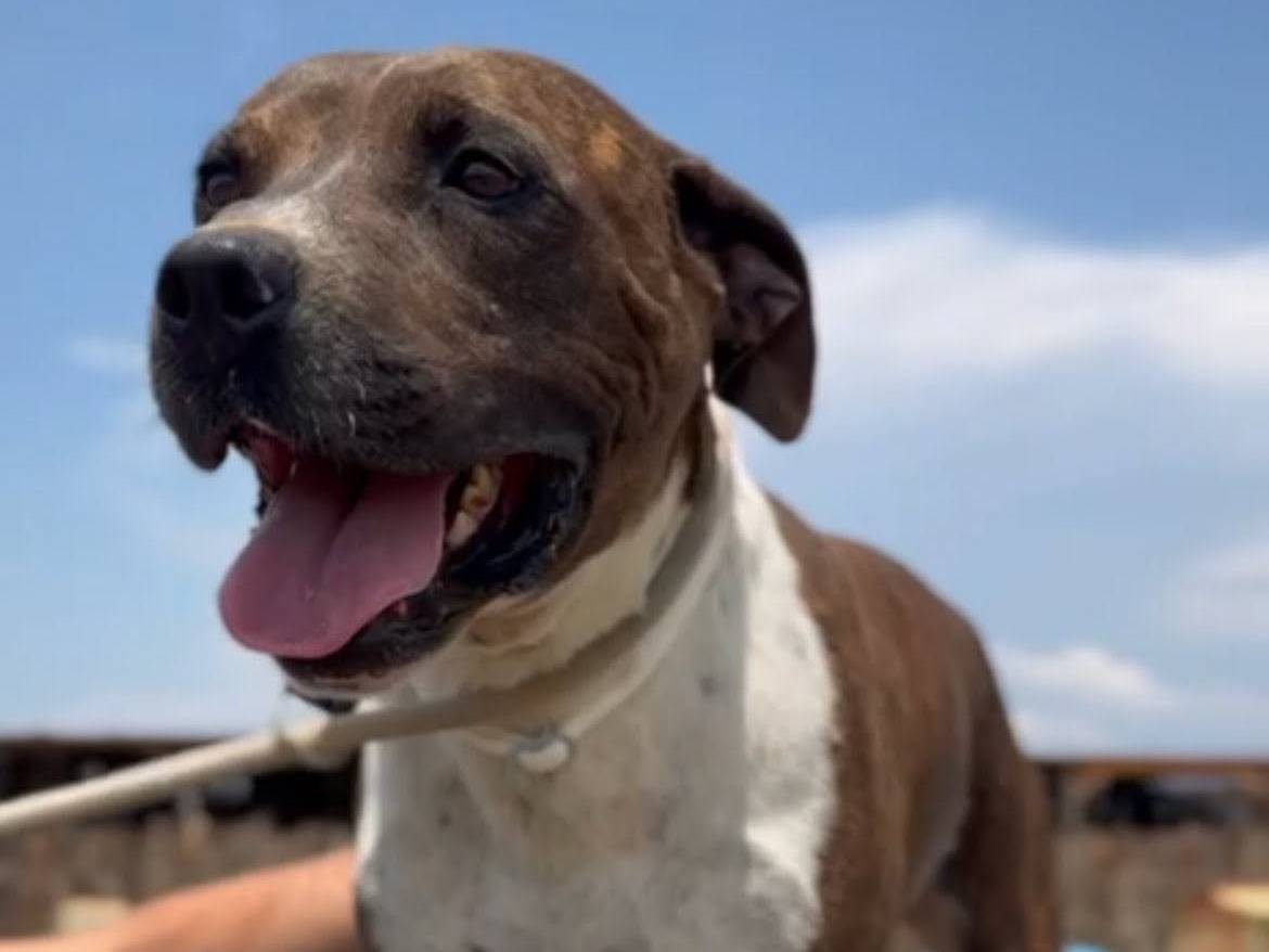 Adotta un cane, maschio, 5 anni e 5 mesi, Roma