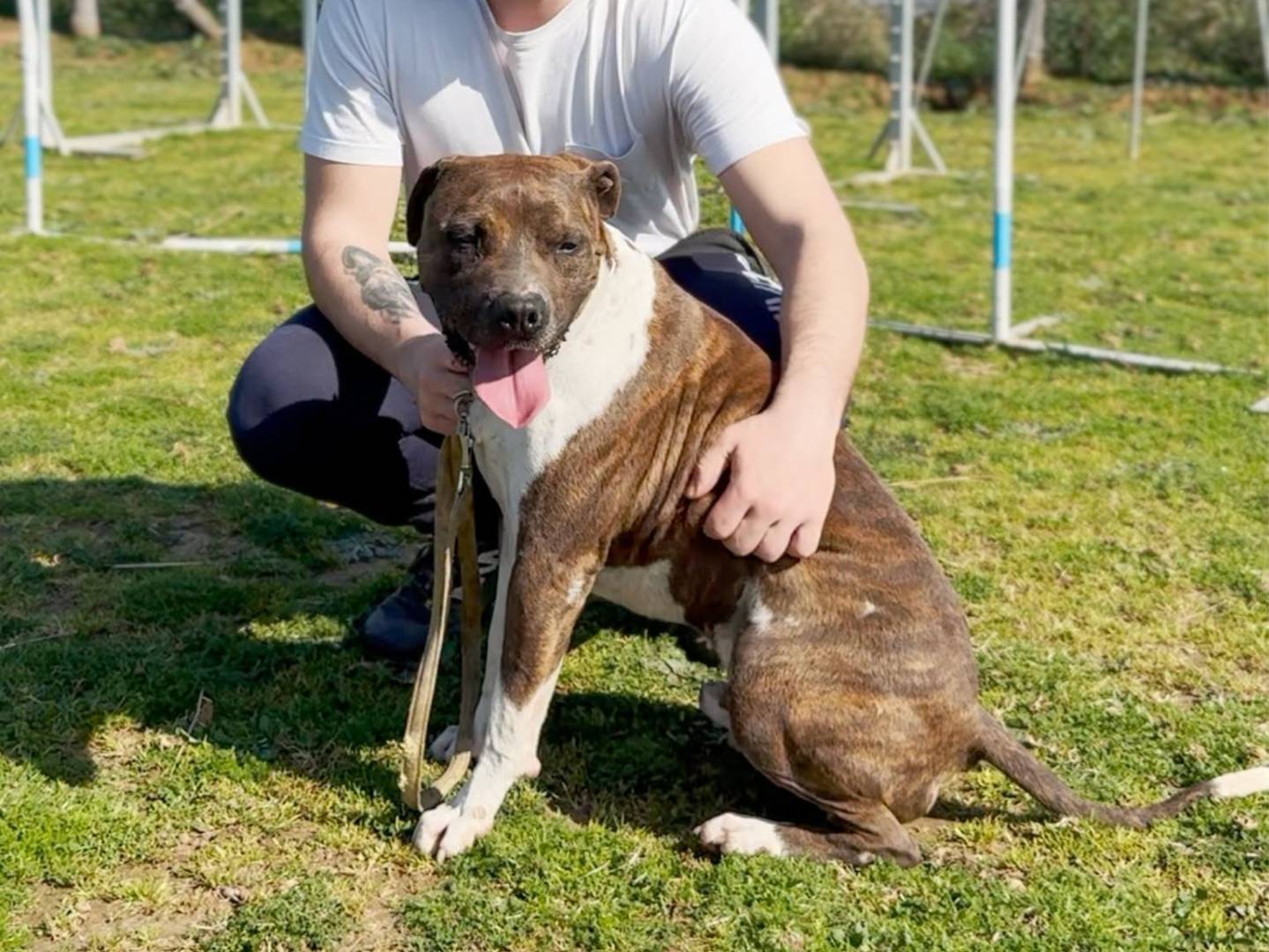 Adotta un cane, taglia grande, maschio, Roma