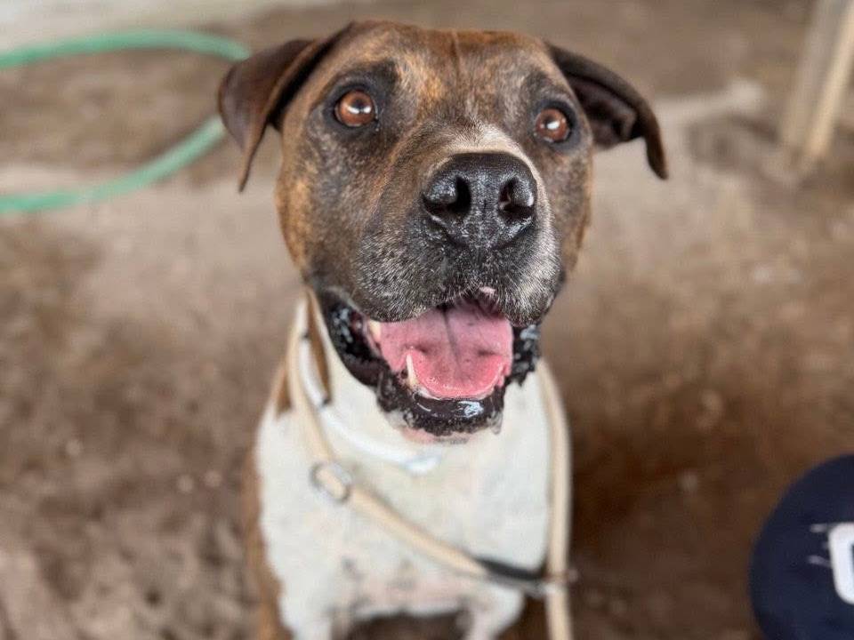 Vuoi adottare un cane a Roma?