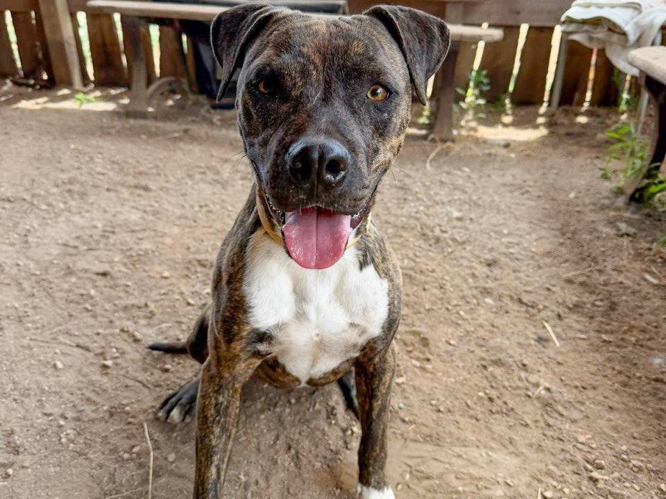 Adotta un cane, maschio, 1 anno e 4 mesi, Roma
