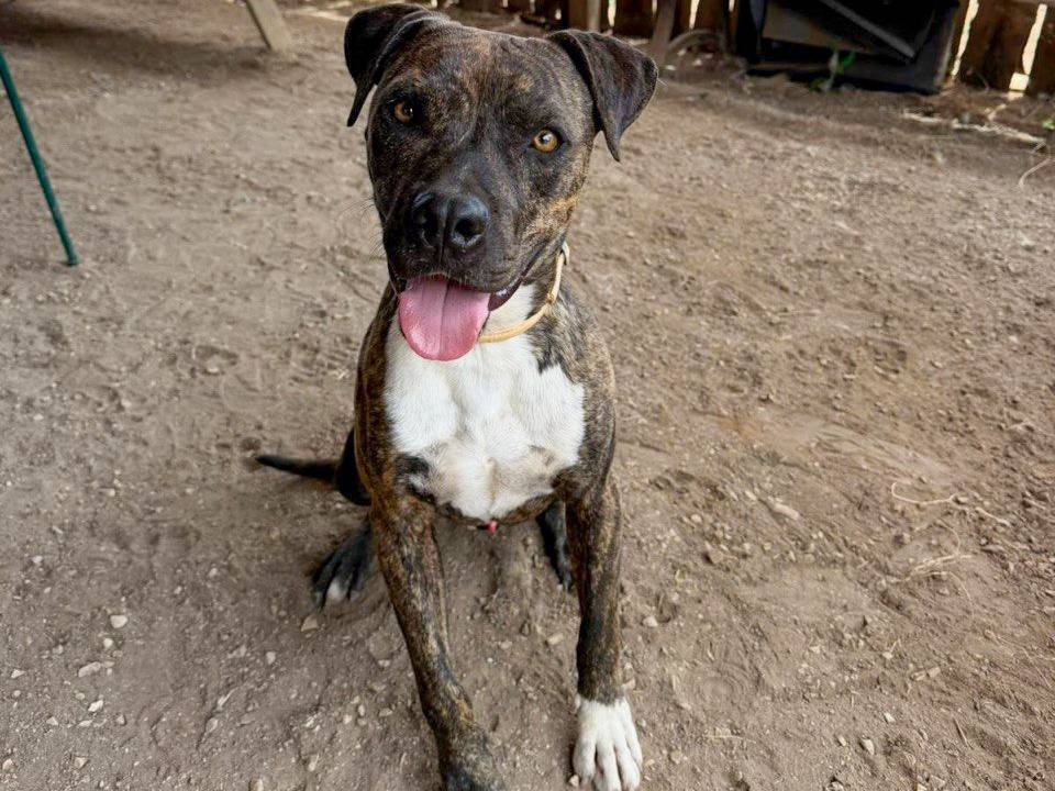 Adotta un cane, taglia media, maschio, Roma