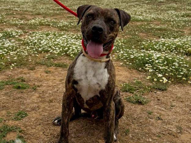 Vuoi adottare un cane a Roma?