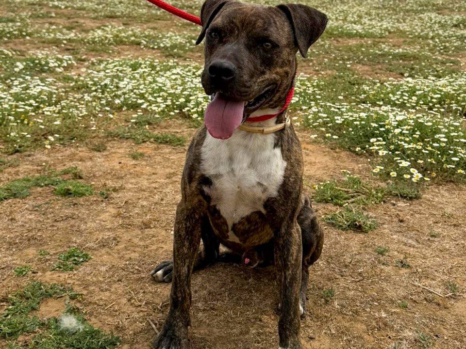 Adotta il cane Kim a Roma