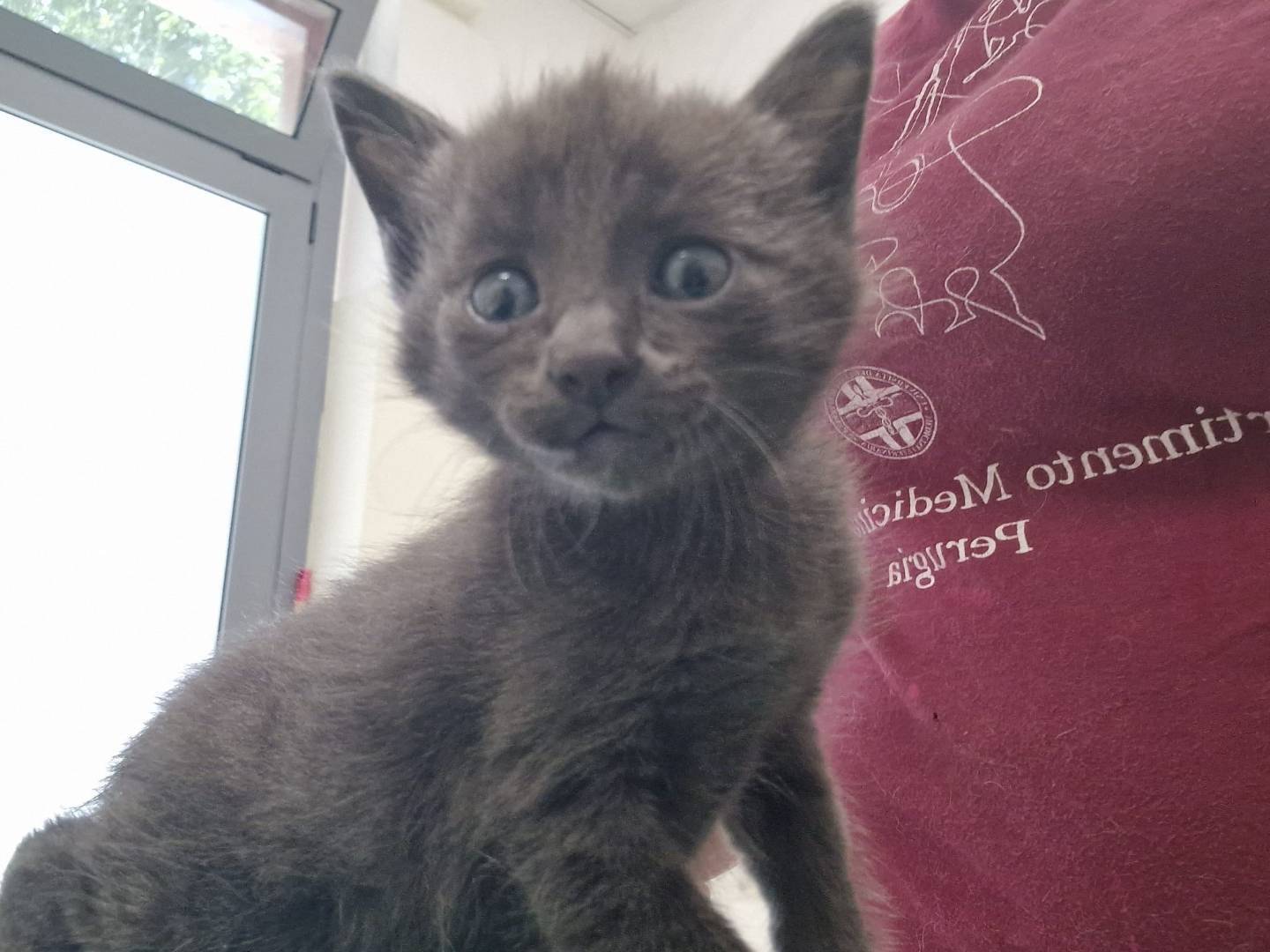 Adozione gatto, maschio, Razza sconosciuta Razza sconosciuta, 3 settimane, taglia non valida, Terni