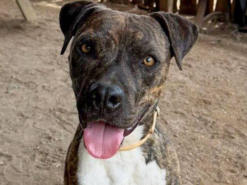 Adozione cane, maschio, Pitbull Razza sconosciuta, 1 anno e 4 mesi, taglia media, Roma