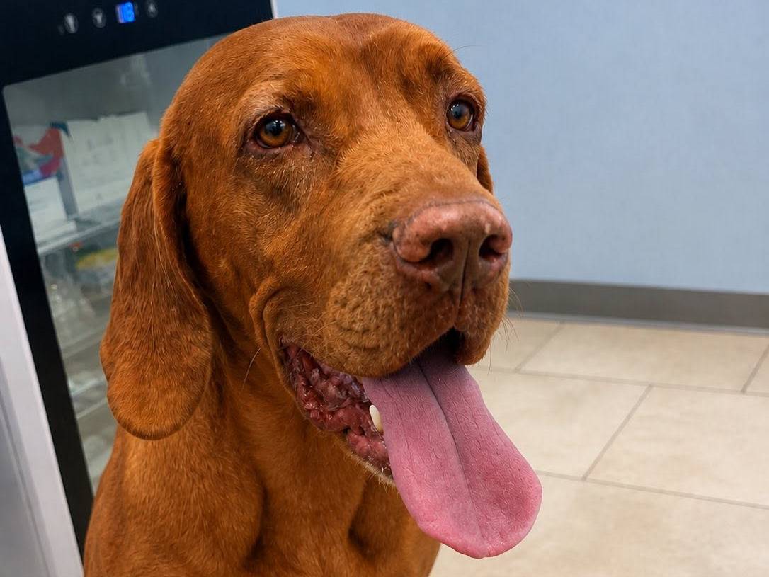 Adozione cane, maschio, Bracco Bracco, 8 anni e 11 mesi, taglia grande, Roma