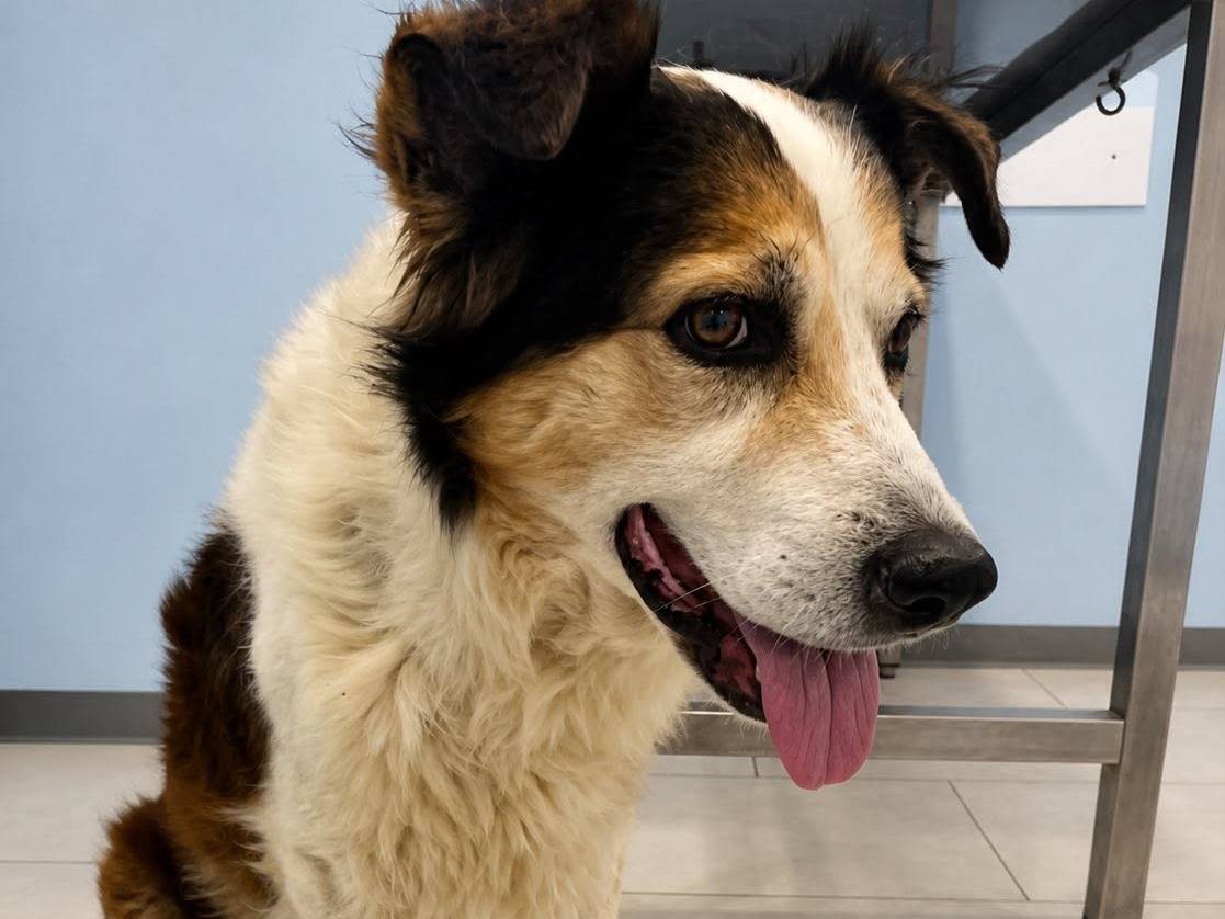 Adotta un cane, maschio, 8 anni e 11 mesi, Roma