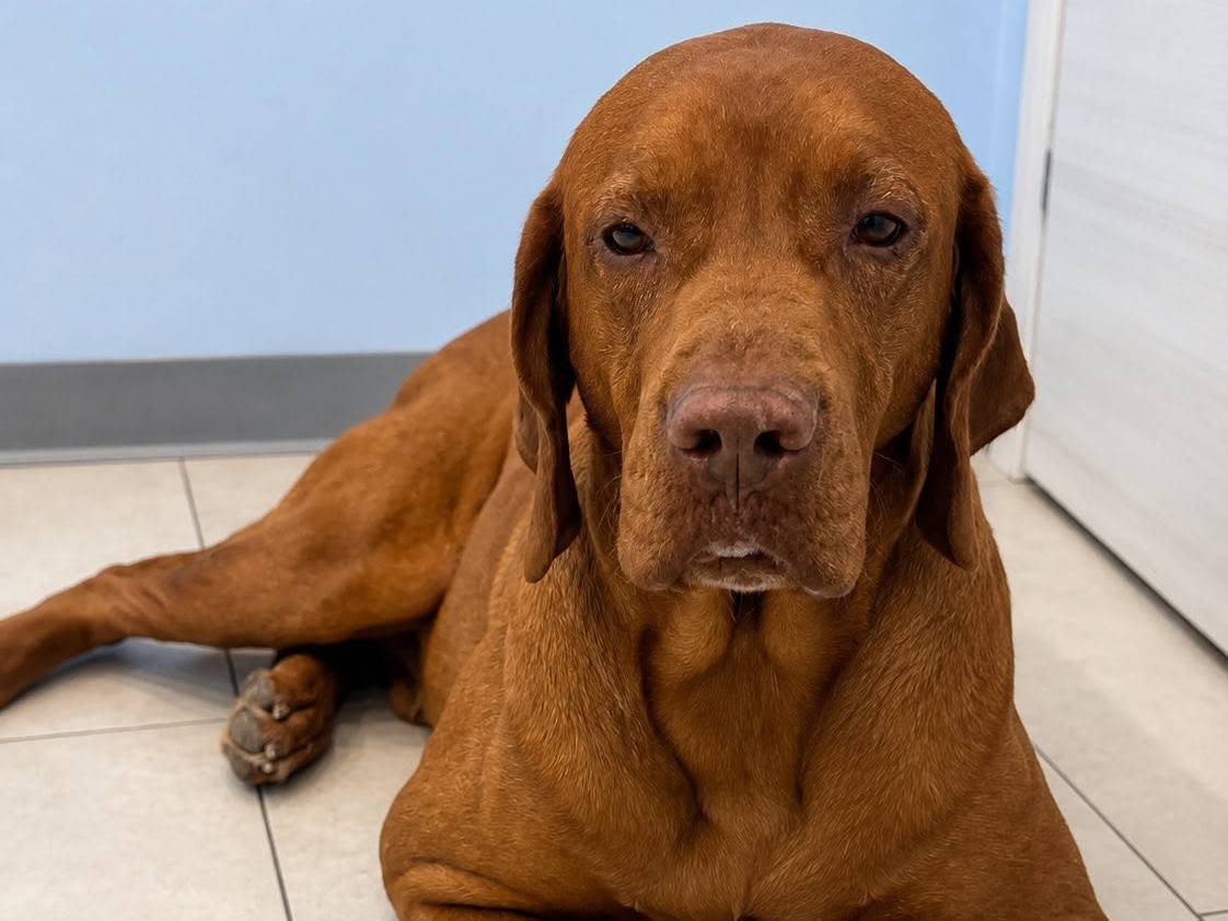 Adotta un cane, taglia grande, maschio, Roma