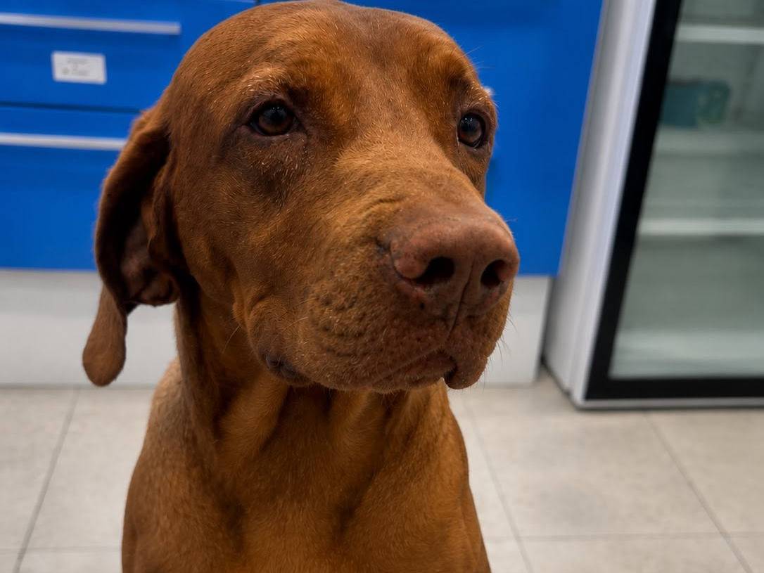 Vuoi adottare un cane a Roma?