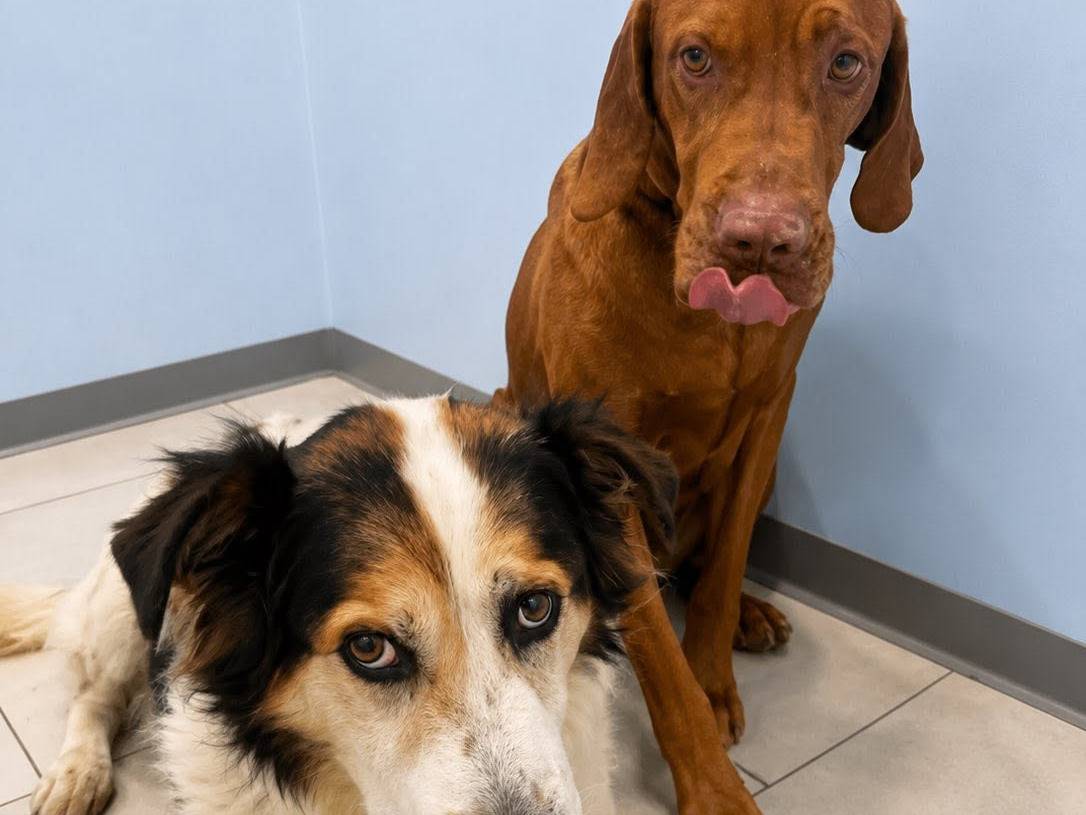 Adotta il cane Rambo e Ultimo a Roma