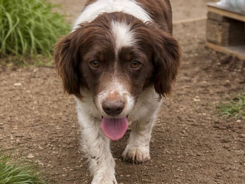 Adotta un cane, maschio, 3 anni, Roma