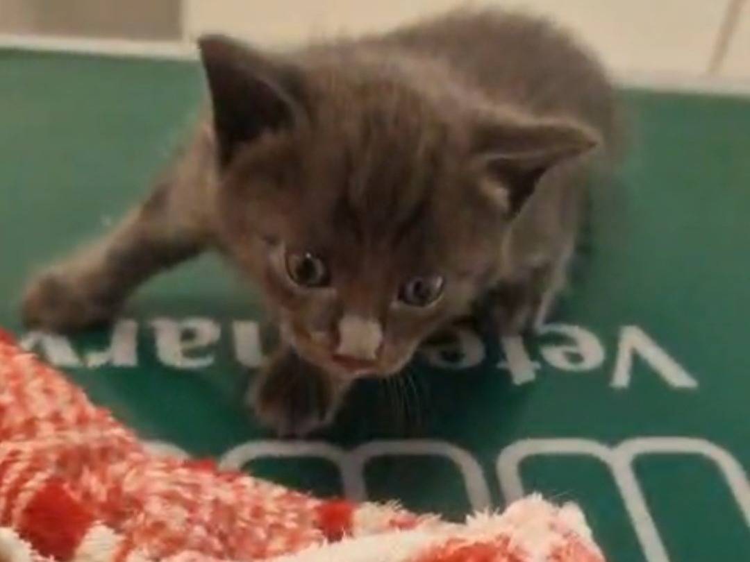 Adotta un gatto, maschio, 3 settimane, Terni