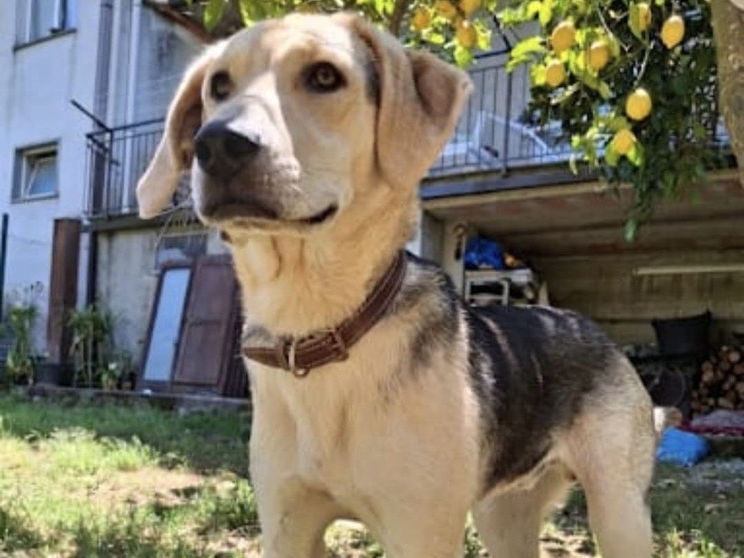 Adozione cane, maschio, Razza sconosciuta Razza sconosciuta, 9 mesi, taglia media, Salerno