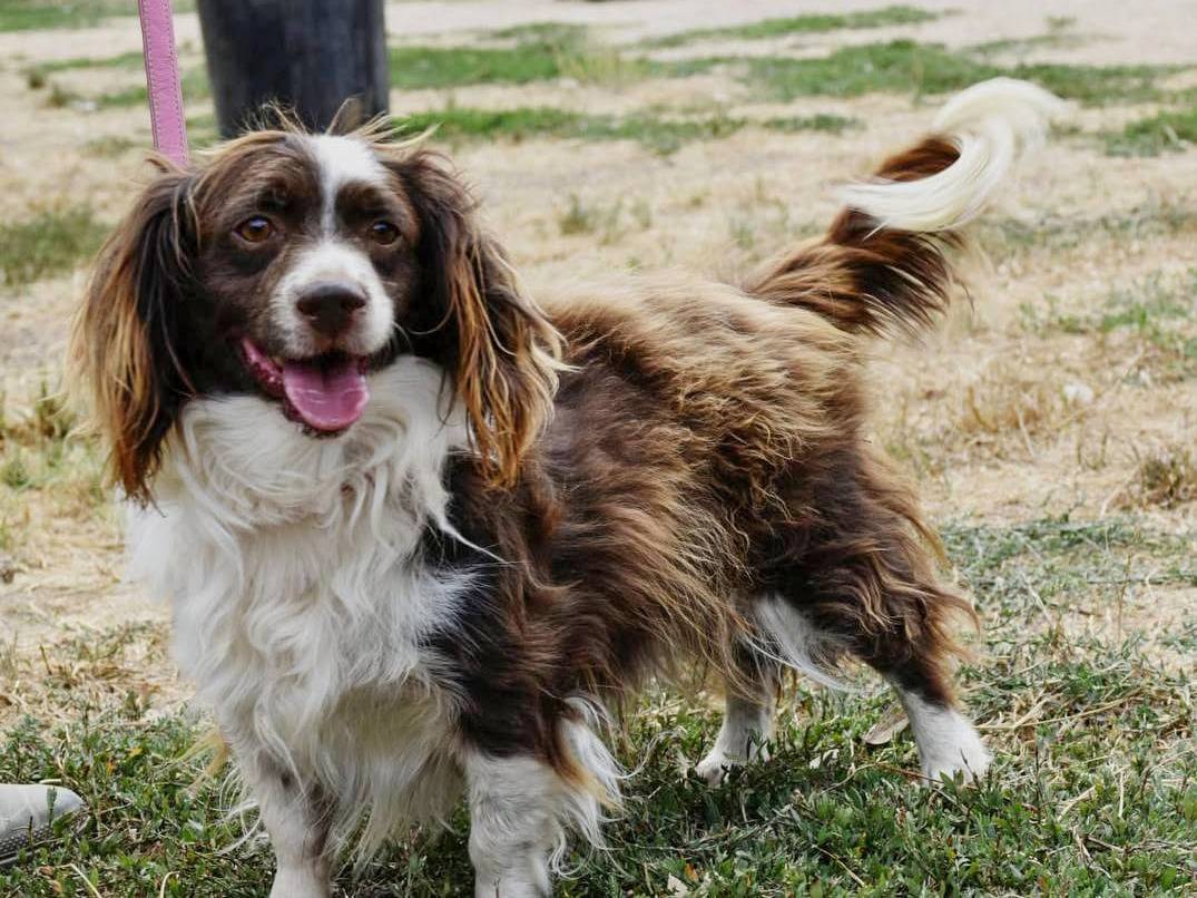 Adotta il cane Tommy a Roma