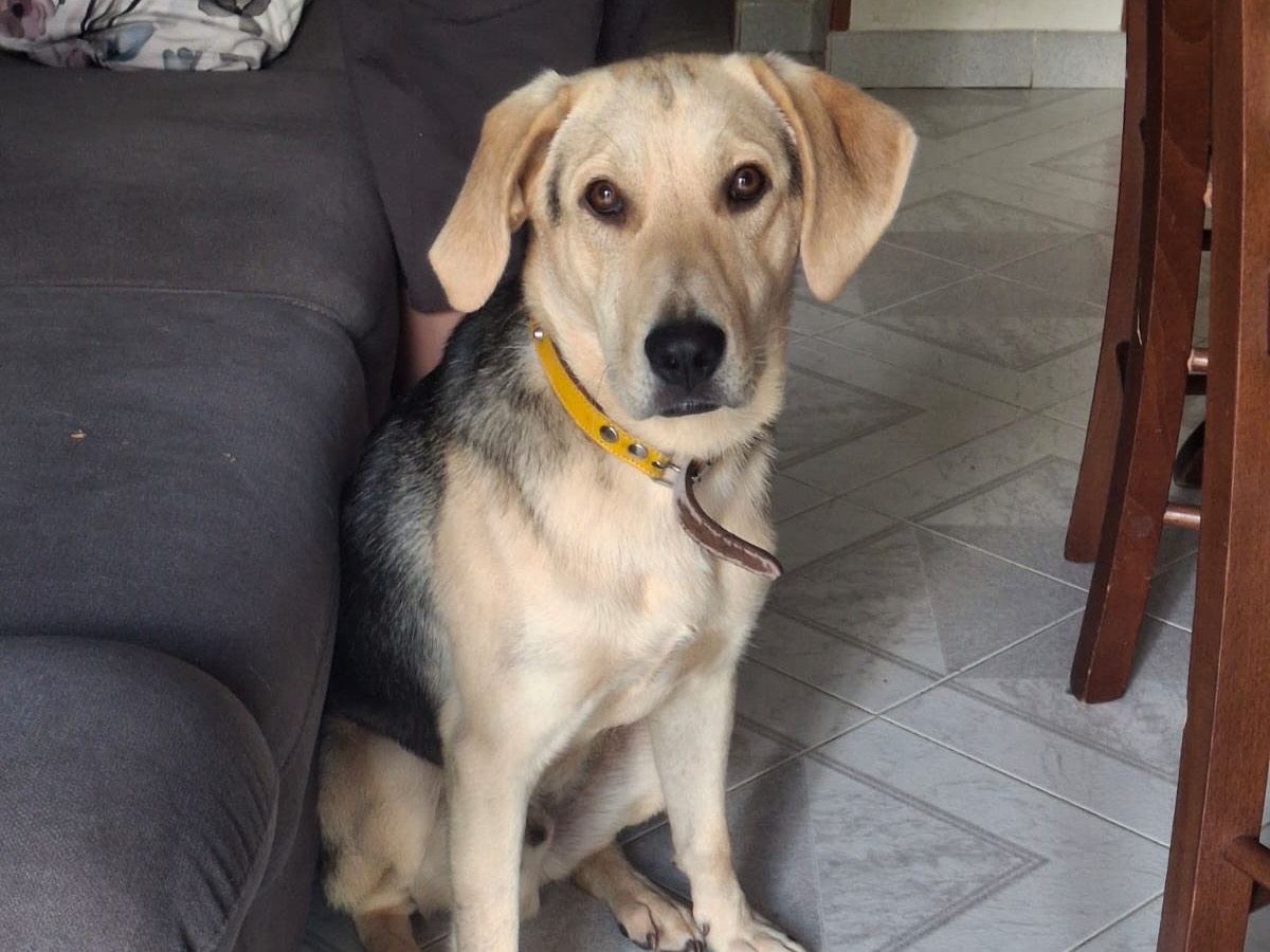 Adotta un cane, maschio, 9 mesi, Salerno