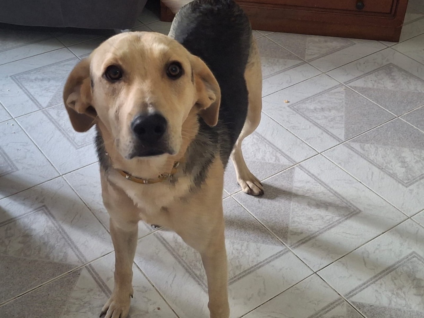 Adotta un cane, taglia media, maschio, Salerno
