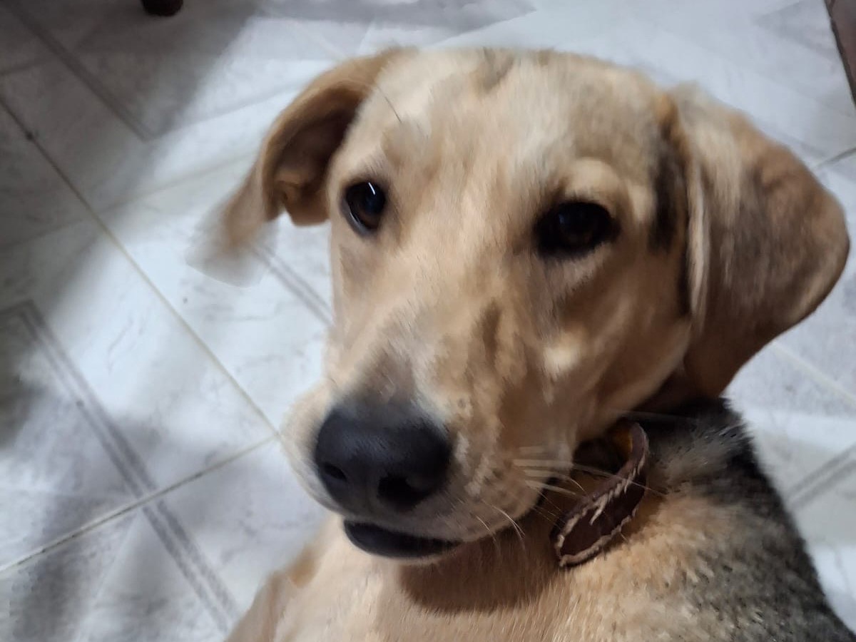 Vuoi adottare un cane a Salerno?