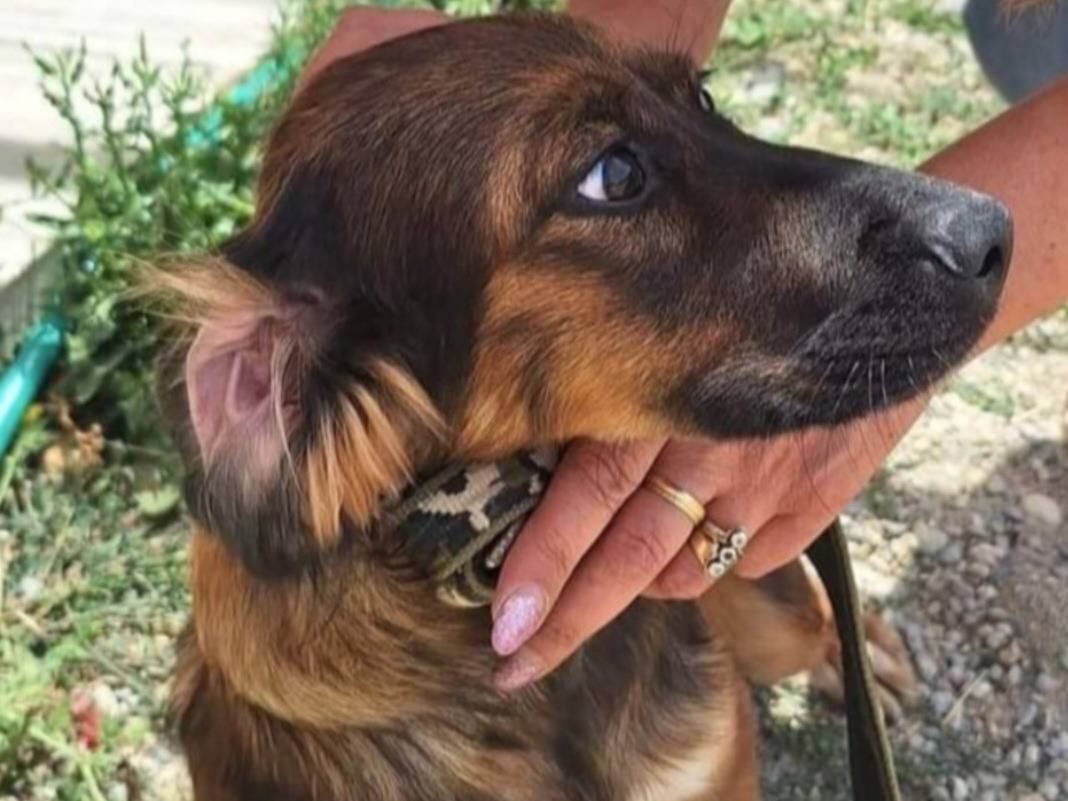Adozione cane, maschio, Razza sconosciuta Razza sconosciuta, 2 anni e 2 mesi, taglia media contenuta, Cosenza