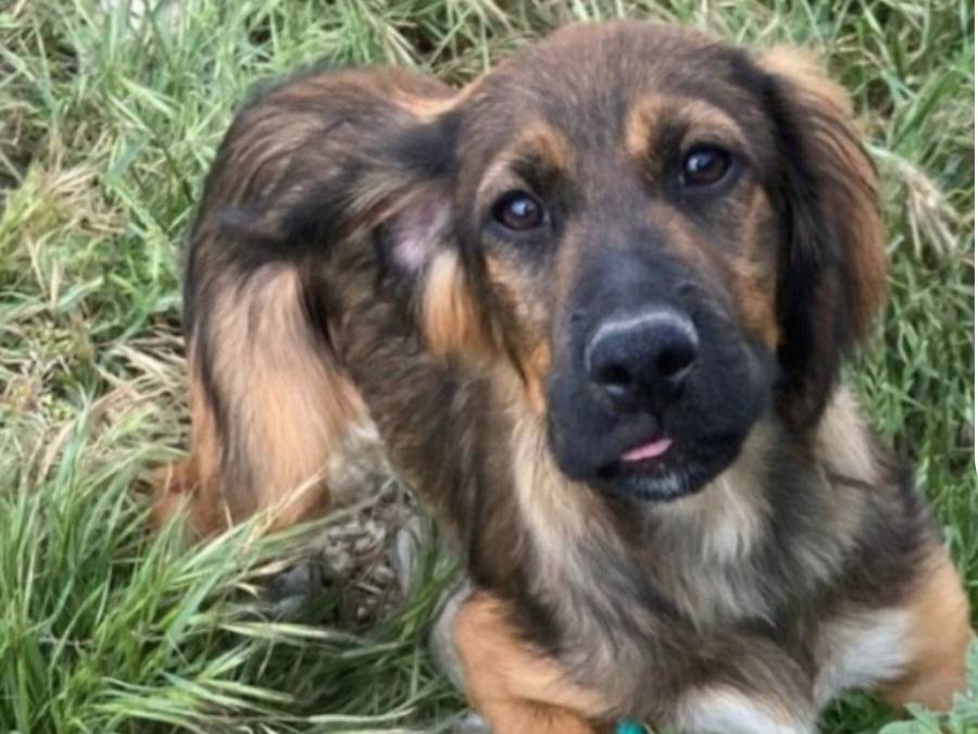 Adotta un cane, maschio, 2 anni e 2 mesi, Cosenza
