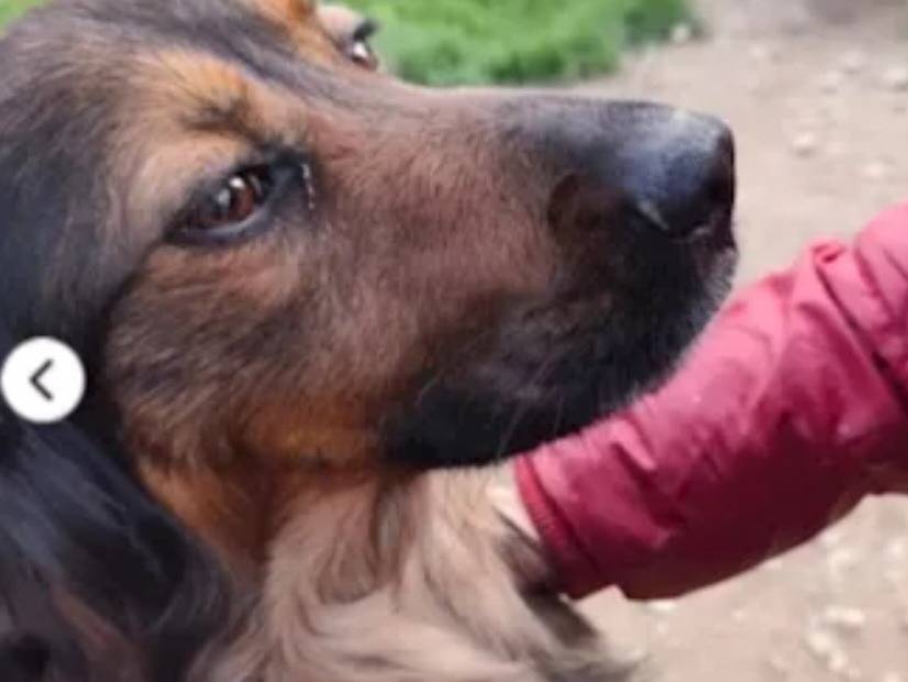 Adotta un cane, taglia media contenuta, maschio, Cosenza