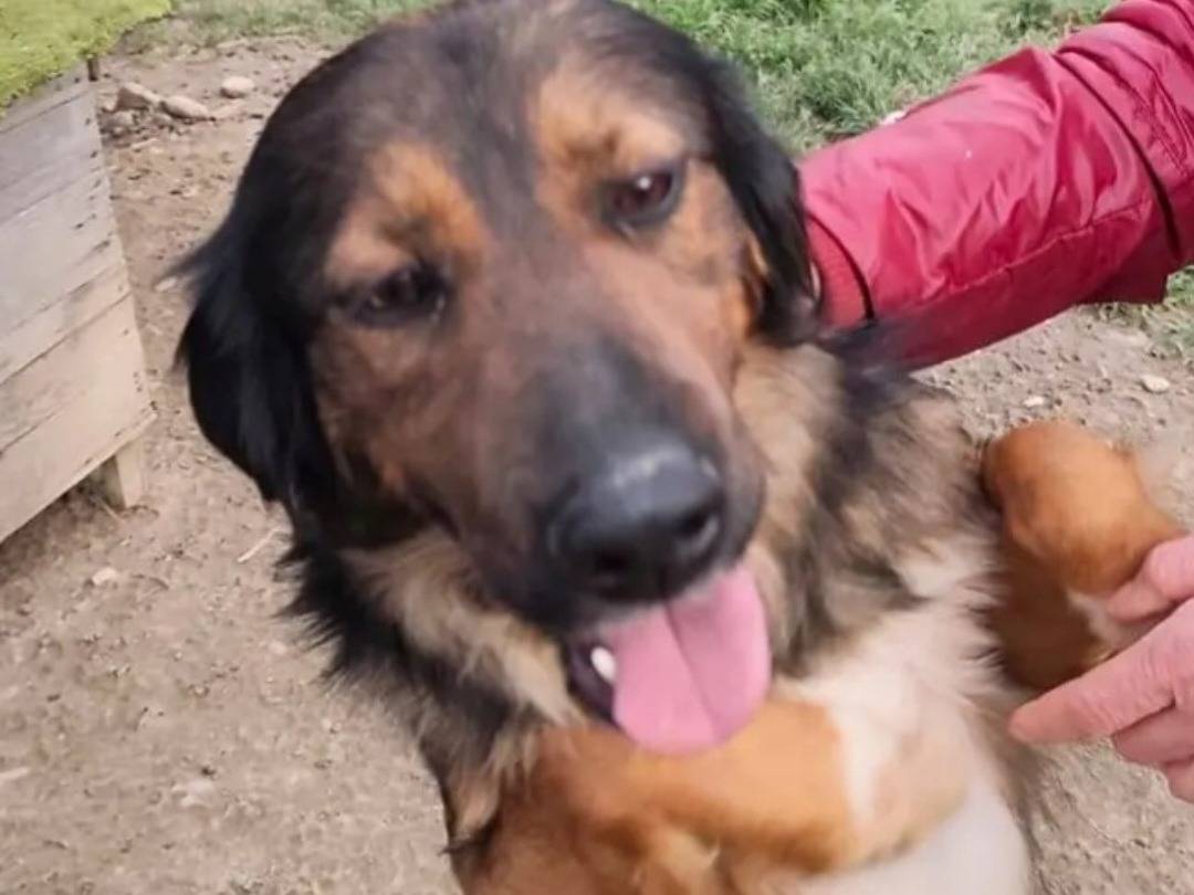 Vuoi adottare un cane a Cosenza?