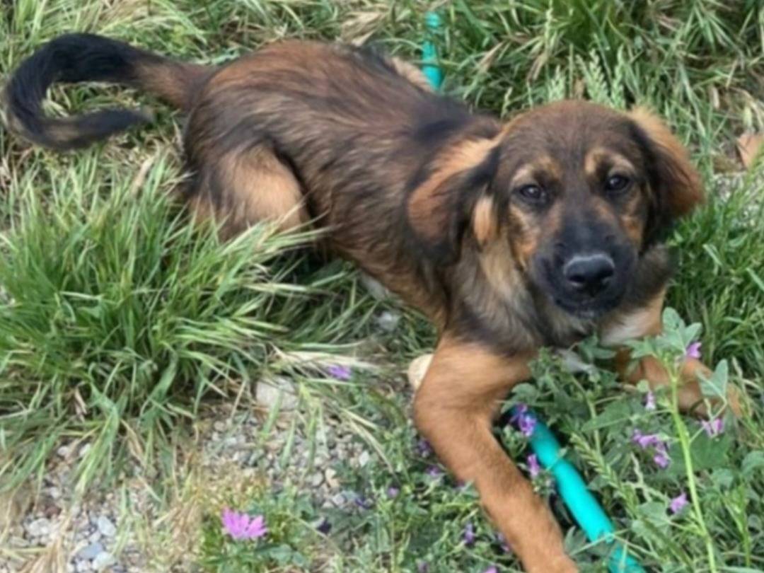 Adotta il cane Aron mix Setter a Cosenza