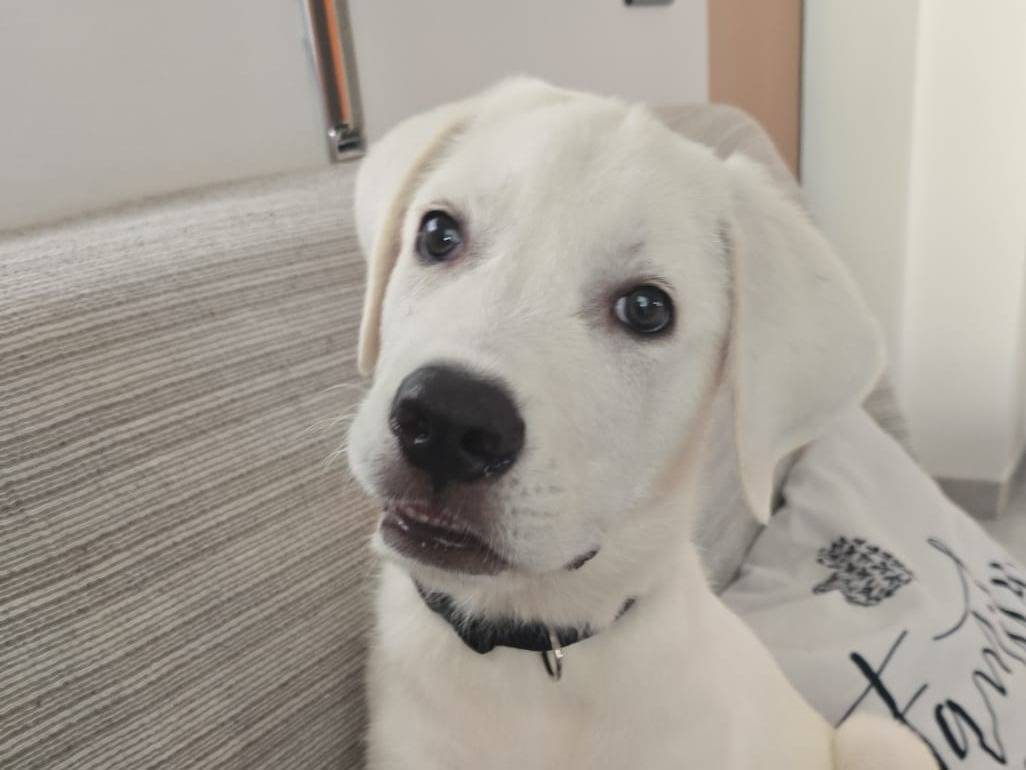 Adozione cane, maschio, Labrador Retriever Razza sconosciuta, 2 mesi, taglia media, Palermo
