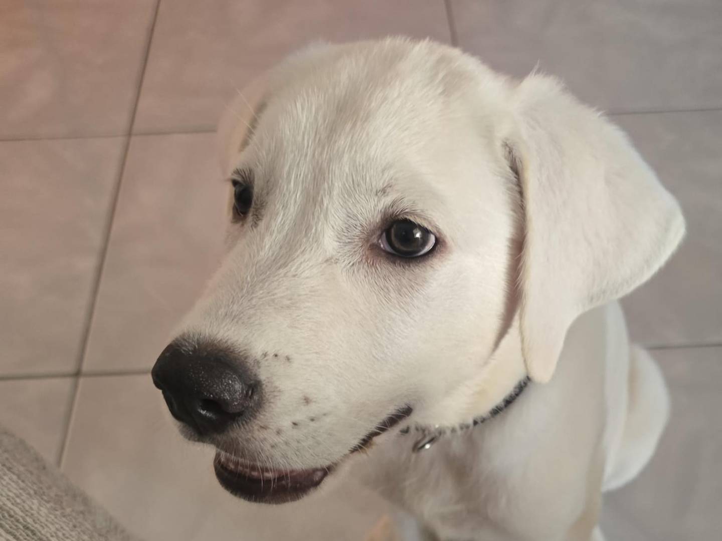 Adotta un cane, maschio, 2 mesi, Palermo
