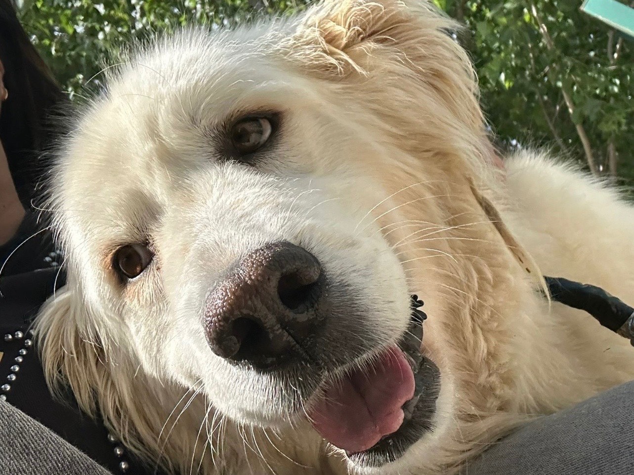 Adozione cane, femmina, Razza sconosciuta Razza sconosciuta, 4 anni, taglia media, Napoli