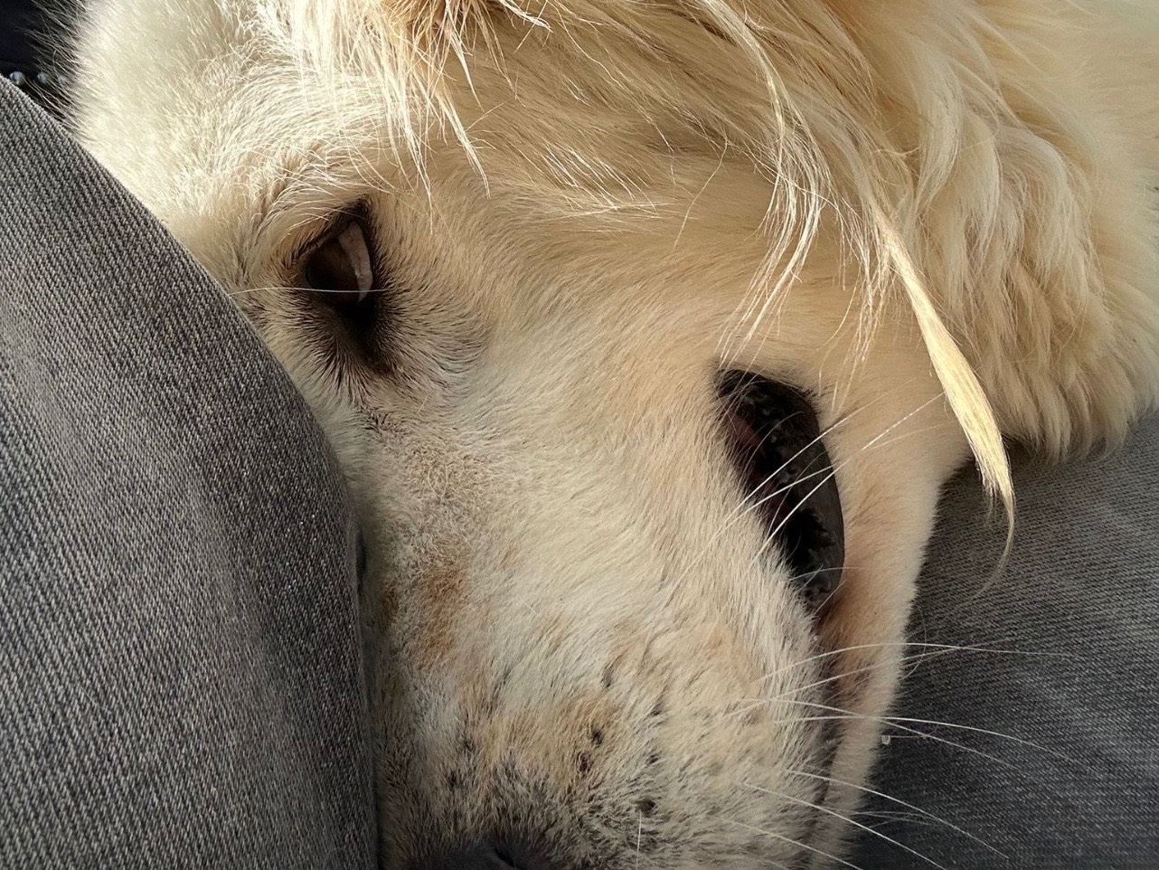 Adotta un cane, femmina, 4 anni, Napoli