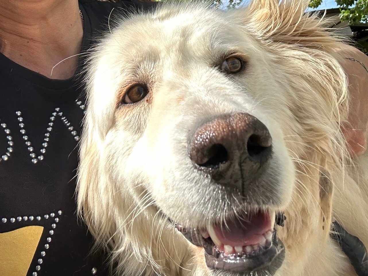 Adotta un cane, taglia media, femmina, Napoli