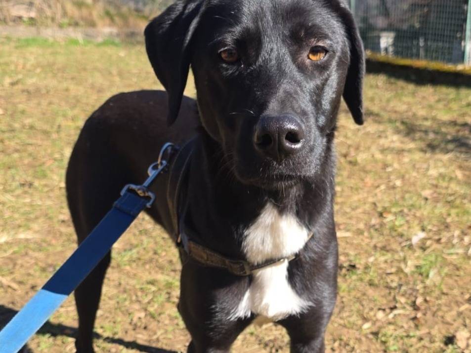 Adozione cane, femmina, Razza sconosciuta Razza sconosciuta, 1 anno e 4 mesi, taglia media, Bergamo