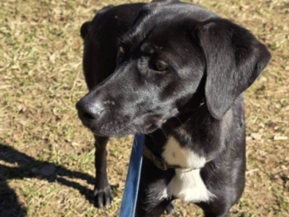 Adotta un cane, taglia media, femmina, Bergamo