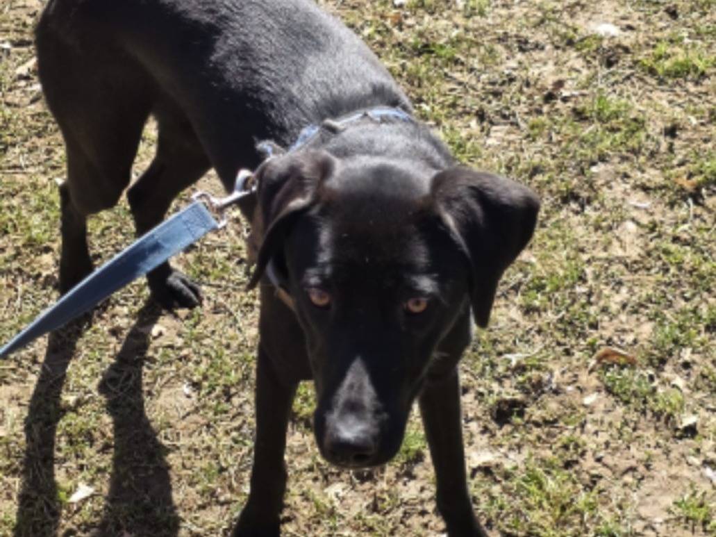 Vuoi adottare un cane a Bergamo?
