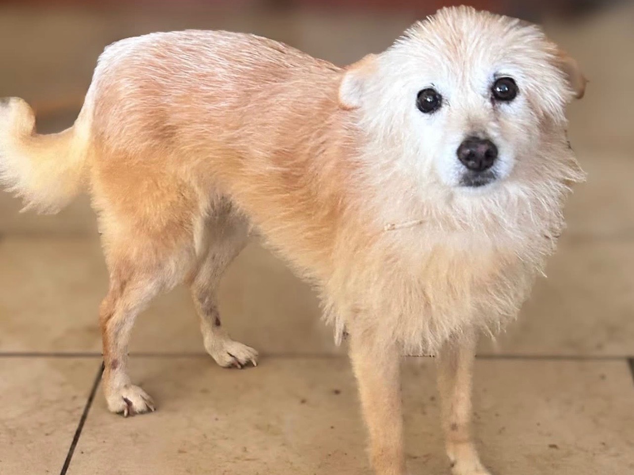 Adozione cane, femmina, Razza sconosciuta Razza sconosciuta, 11 anni, taglia piccola, Piacenza