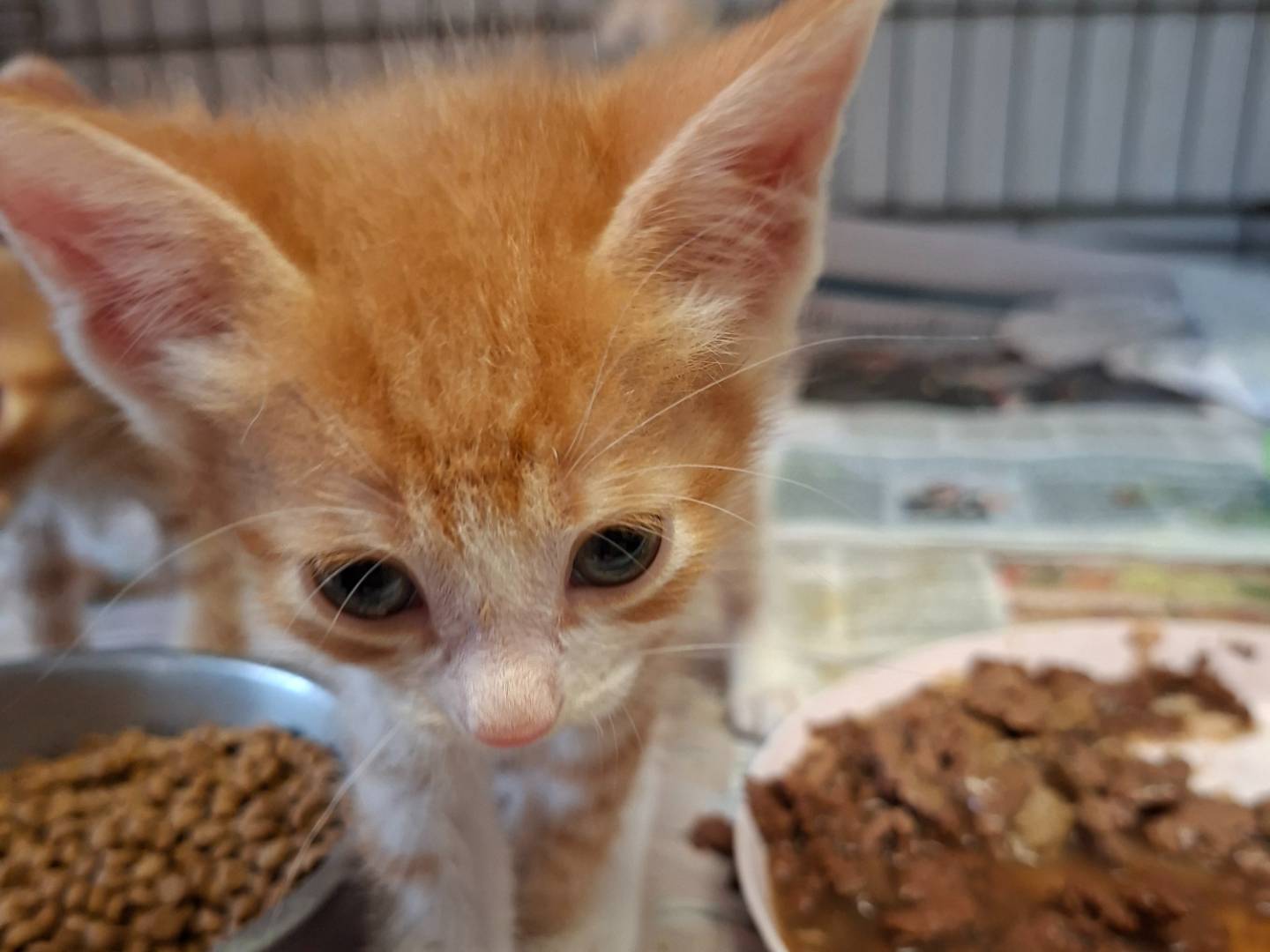 Adozione gatto, maschio, Razza sconosciuta Razza sconosciuta, 1 mese, taglia non valida, Asti