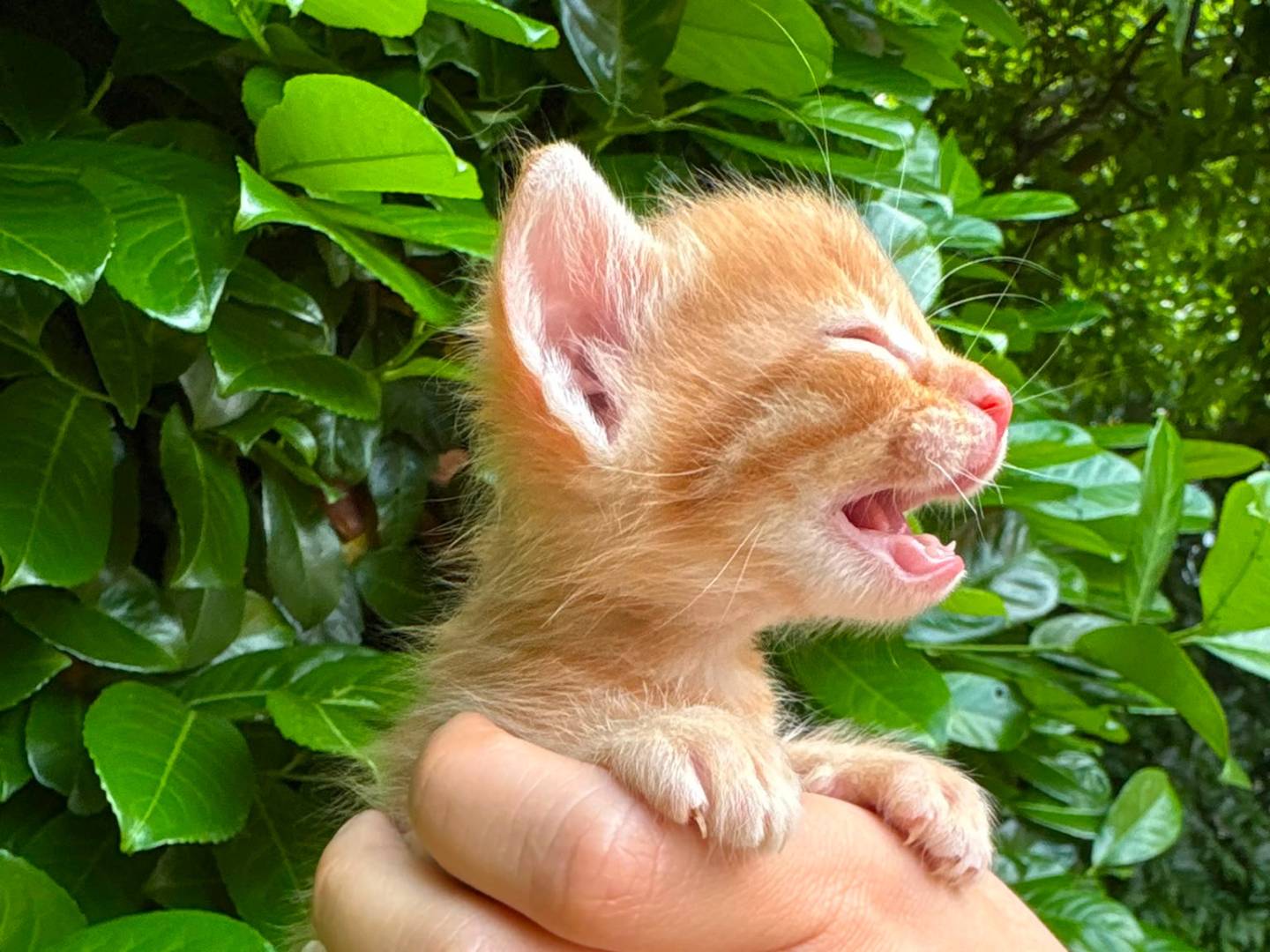 Adozione gatto, maschio, Razza sconosciuta Razza sconosciuta, 1 mese, taglia non valida, Asti