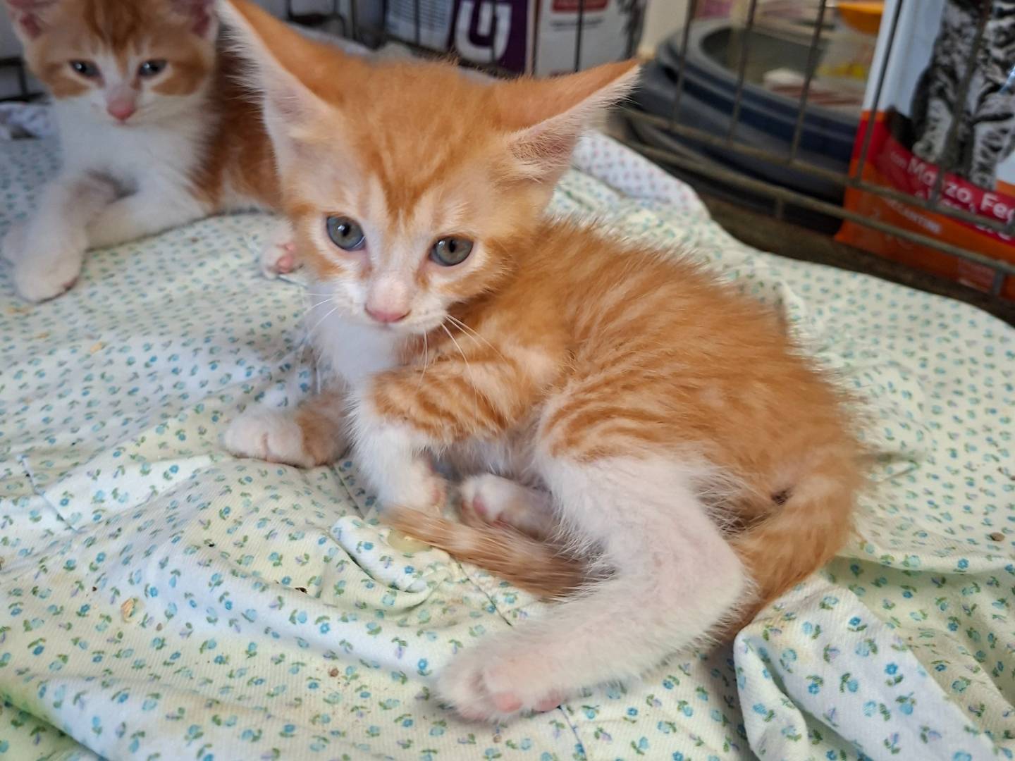 Adozione gatto, femmina, Razza sconosciuta Razza sconosciuta, 1 mese, taglia non valida, Asti
