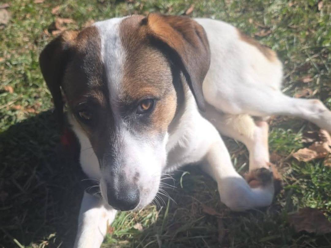Adotta un cane, femmina, 1 anno e 5 mesi, Bergamo