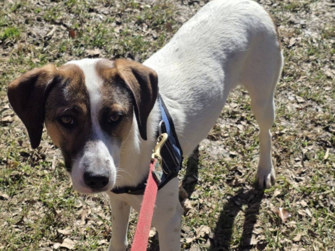 Adozione cane, femmina, Razza sconosciuta Razza sconosciuta, 1 anno e 5 mesi, taglia media contenuta, Bergamo