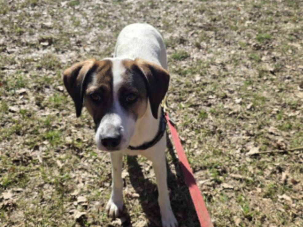 Adotta un cane, taglia media contenuta, femmina, Bergamo