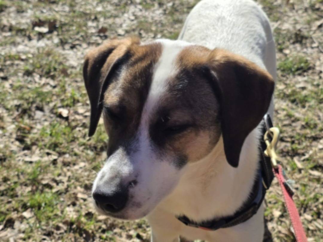 Vuoi adottare un cane a Bergamo?