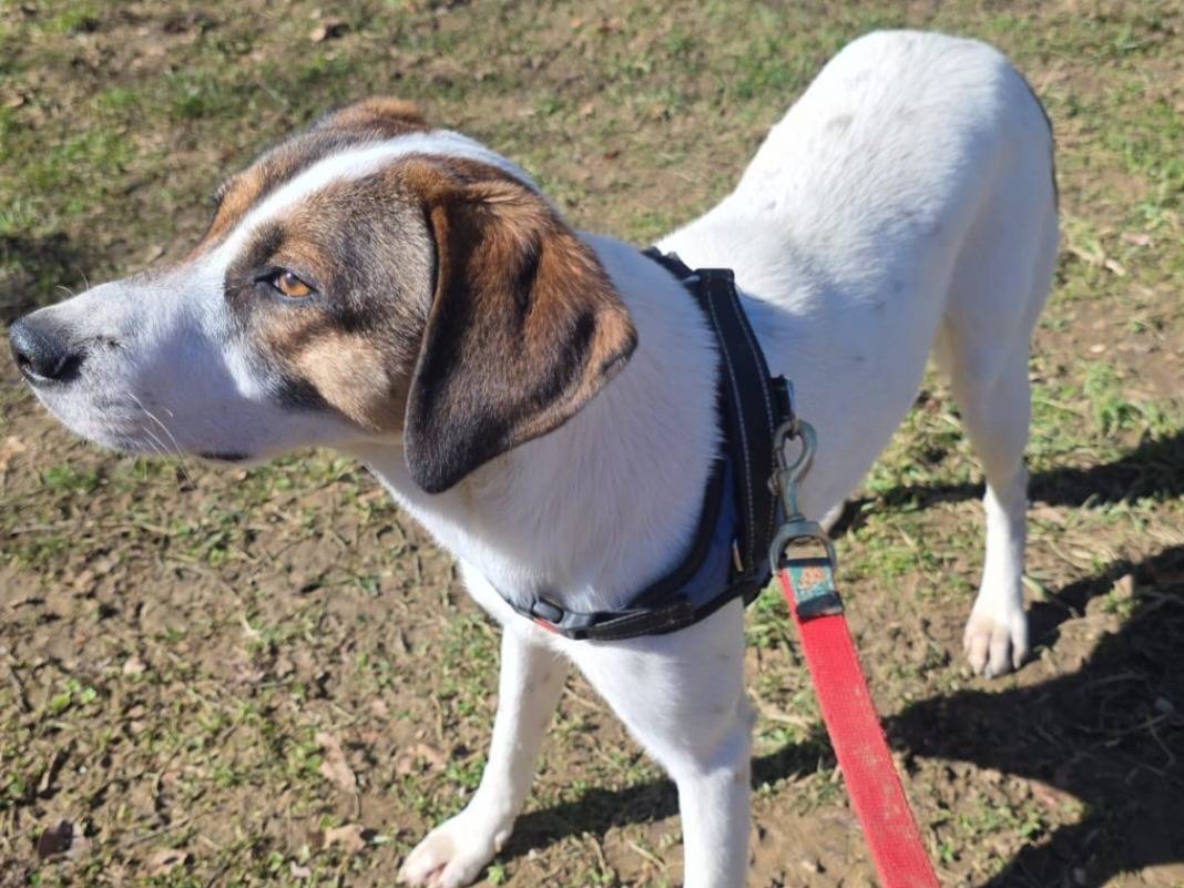 Adotta il cane Becky femmina  a Bergamo